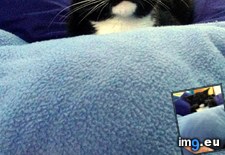 Tags: eyes (Pict. in My r/AWW favs)