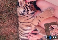 Tags: cuddles, tiger (Pict. in My r/AWW favs)