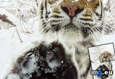 Tags: snow, tiger (Pict. in My r/AWW favs)