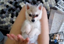 Tags: adorable, are, baby, foxes, til (GIF in My r/AWW favs)
