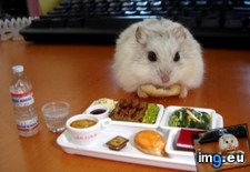 Tags: enjoying, hamster, lunch, nutritious, tiny (Pict. in My r/AWW favs)