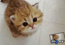 Tags: gif, meow, tiny (GIF in My r/AWW favs)