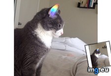 Tags: cat, caught, ear, rainbow (Pict. in My r/AWW favs)