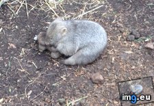 Tags: baby, blew, circuits, cuddling, cute, sanctuary, saw, stuffed, toy, wildlife, wombat (Pict. in My r/AWW favs)