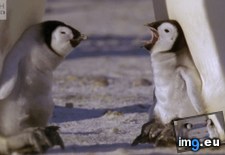 Tags: baby, penguins, sloths (GIF in My r/AWW favs)