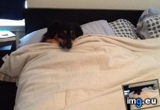 Tags: bed, dog, him, hog, lesson, making, our, teach, top, worked (Pict. in My r/AWW favs)