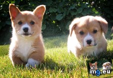 Tags: friend, two (Pict. in My r/AWW favs)