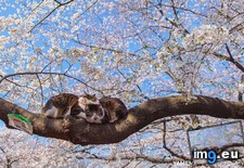 Tags: blissfully, blossoms, cats, cherry, park, sleeping, tokyo, two, ueno (Pict. in My r/AWW favs)