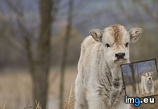Tags: cute, udderly (Pict. in My r/AWW favs)