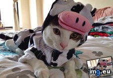Tags: hilarious, udderly (Pict. in My r/AWW favs)