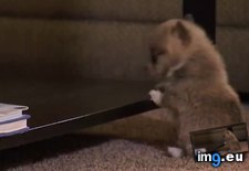 Tags: puppy (GIF in My r/AWW favs)