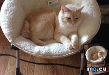 Tags: birthday, cat, chair, children, grandbaby, jealous, parents, present, update (Pict. in My r/AWW favs)