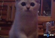 Tags: attacker, vicious (GIF in My r/AWW favs)