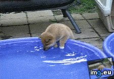 Tags: water, wet (GIF in My r/AWW favs)