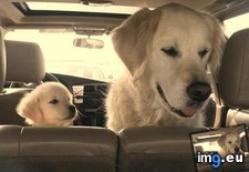 Tags: image (Pict. in My r/AWW favs)