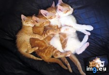 Tags: are, family (Pict. in My r/AWW favs)