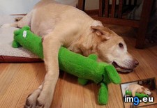 Tags: accidentally, all, bought, carried, day, lab, loved, mouth, new, squeaky, toy (Pict. in My r/AWW favs)