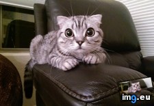 Tags: owlie (Pict. in My r/AWW favs)