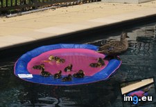 Tags: ducklings, jump, life, our, out, pool, raft, too (Pict. in My r/AWW favs)