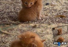 Tags: image (Pict. in My r/AWW favs)