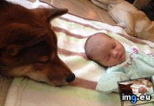 Tags: ago, all, baby, can, decided, dog, had, new, she, stays, weeks (Pict. in My r/AWW favs)