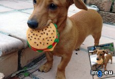Tags: afraid, burger, hotdog, offend, opted (Pict. in My r/AWW favs)