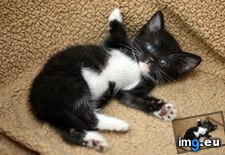 Tags: bed, check, claw, foster, kitten, laying, stuck (Pict. in My r/AWW favs)