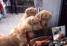 Tags: image (Pict. in My r/AWW favs)