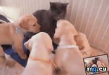 Tags: image (GIF in My r/AWW favs)