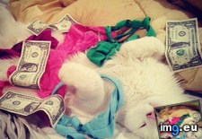 Tags: cat, girlfriend, work (Pict. in My r/AWW favs)
