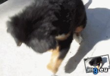 Tags: bernese, give, god, lemons, you (GIF in My r/AWW favs)