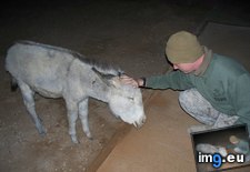 Tags: baby, donkey, had, iraq, meet, pet, was (Pict. in My r/AWW favs)