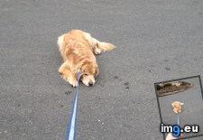 Tags: dog, lays, street, walk (Pict. in My r/AWW favs)