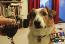 Tags: boop, cheers, glass, nose (GIF in My r/AWW favs)