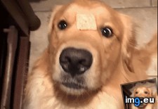 Tags: did, treat (GIF in My r/AWW favs)