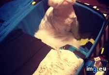 Tags: clothes, pack, why, you (Pict. in My r/AWW favs)