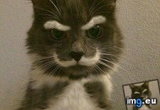 Tags: image (Pict. in My r/AWW favs)