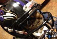 Tags: football, helmet, obvious, raffle, step, tiny, was, won (Pict. in My r/AWW favs)