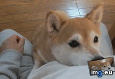 Tags: adorable, dog (GIF in My r/AWW favs)