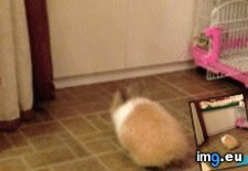Tags: buddy, can, you (GIF in My r/AWW favs)