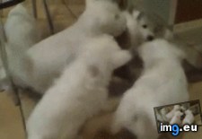 Tags: belong, you (GIF in My r/AWW favs)