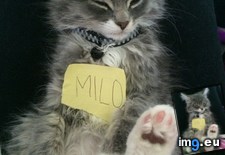 Tags: fake, feelings, guys, hurt, milo, picture, varify, wanted, was (Pict. in My r/AWW favs)