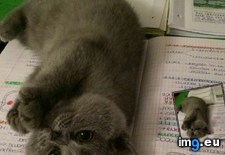 Tags: pebbles, play, study (Pict. in My r/AWW favs)
