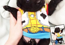 Tags: deputy, favorite (Pict. in My r/AWW favs)
