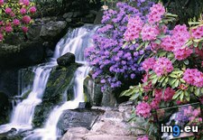Tags: azaleas, crystal, garden, oregon, portland, rhododendrons, springs (Pict. in Beautiful photos and wallpapers)