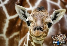 Tags: amsterdam, baby, giraffe, netherlands (Pict. in Beautiful photos and wallpapers)