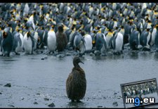 Tags: baby, king, penguin (Pict. in National Geographic Photo Of The Day 2001-2009)