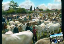 Tags: bagnaia, cattle, market (Pict. in Branson DeCou Stock Images)