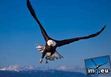 Tags: bald, eagle (Pict. in 1920x1200 wallpapers HD)