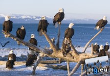 Tags: alaska, bald, eagles, homer (Pict. in Beautiful photos and wallpapers)